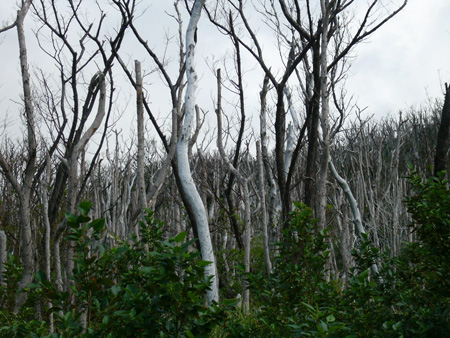三宅島枯損木写真1