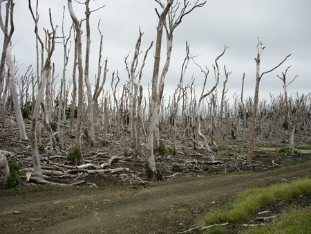 三宅島枯損木写真2